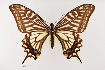 Vorschaubild Papilio xuthus unimaculata Warnecke, 1924